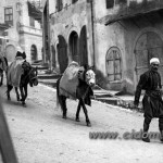 Od Alžira preko Europe – pješice